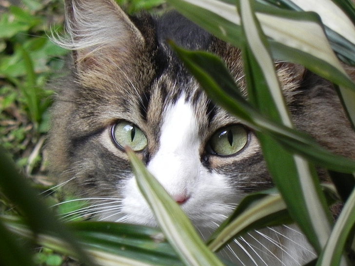 animals, face, cat, domestic Cat, pets, animal, cute
