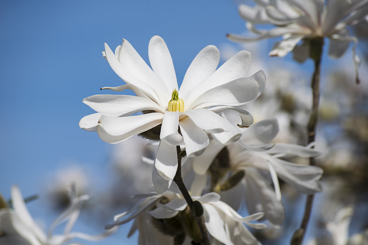 zvaigžņu magnolie, ziedēšanas Dzīvžogu, balta puķe