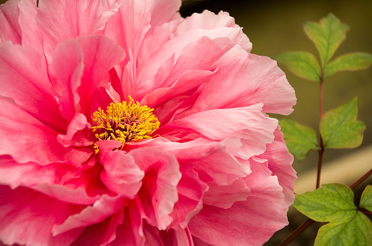 spring equinox, flowers and plants, peony, nature, pink Color, plant, petal