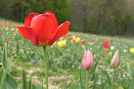 Цветы, Природа, Весна, Полевые цветы, завод, растения, пейзаж