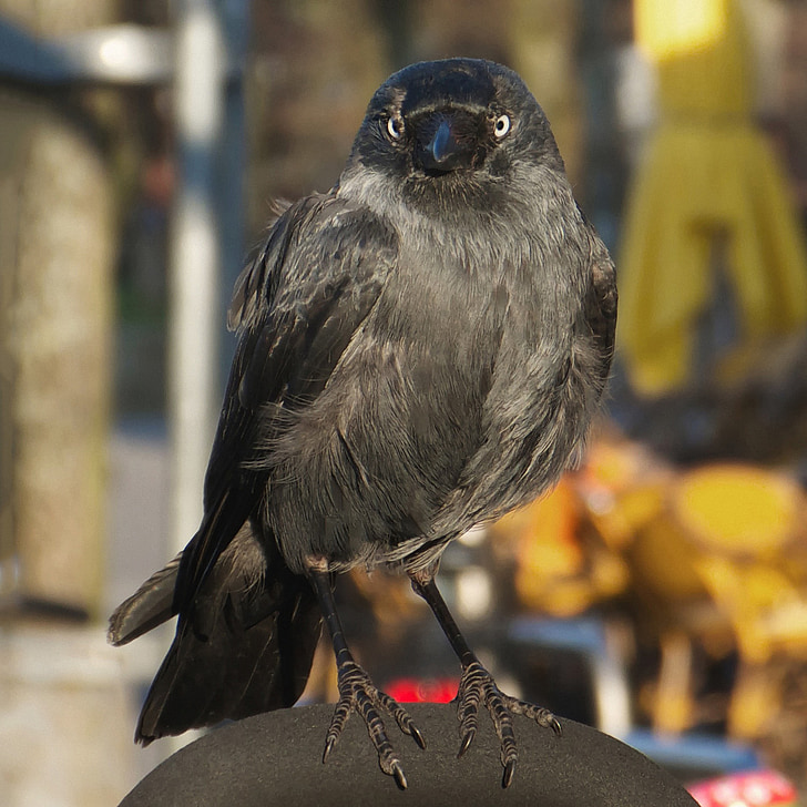 Kawka, Songbird, Raven ptak, Corvus monedula, ptak