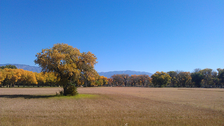 champ en automne, Albuquerque, ouvrir, espace, nature, automne, arbre