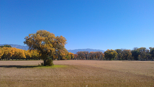 поле през есента, Албакърки, отвори, пространство, природата, Есен, дърво