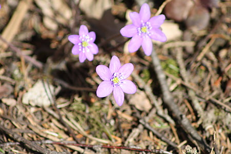 Hepatica, blomst, forår