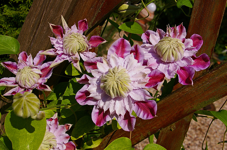 clematis, bloom, flower, pink, ornamental plant, beautiful, climber