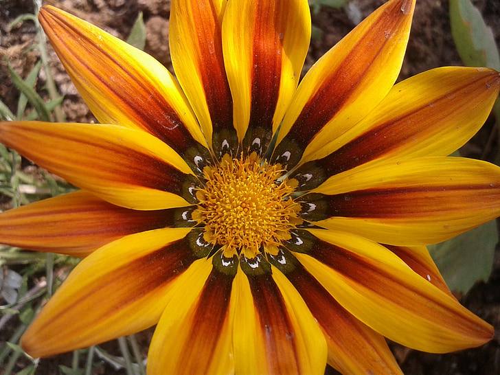 gul, orange, gazania, blomst, Sydafrika, lyse, mønster