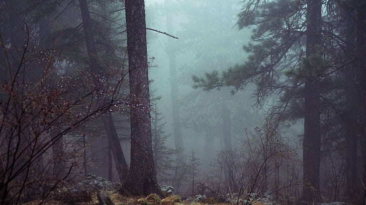 miško, medžiai, mistikas, rūkas, atmosferos, baisu, tamsus