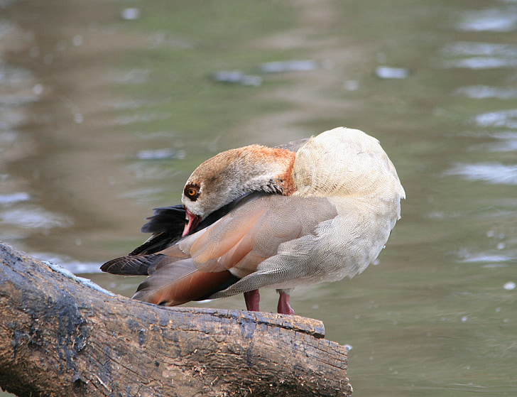 egyptian goose, goose, brown, buff, neck, bent, pond