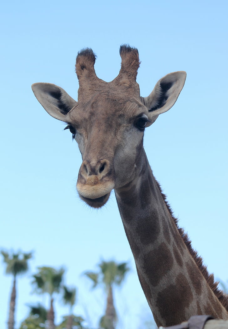giraffe, neck, animals, animal, nature, head, fauna