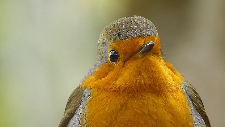 Robin, chim, Thiên nhiên, động vật hoang dã, một trong những động vật, con chim, màu vàng