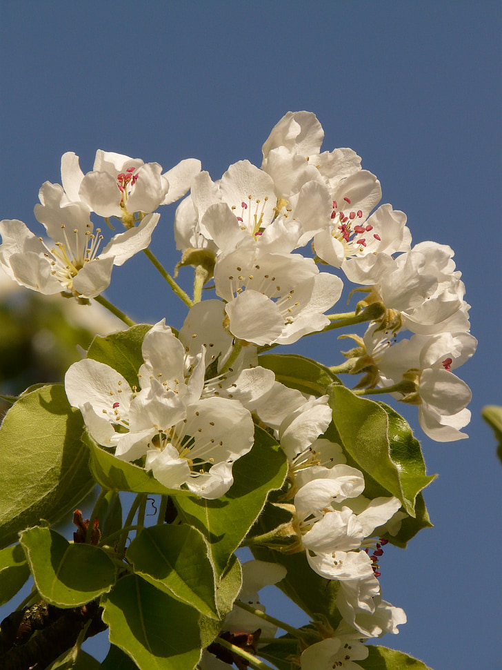 Alma, Virágszálnak Apple, almafa, Blossom, Bloom, fehér, természet