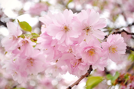 vyšnių žiedai, rožinė, gėlės, Gamta, rožinės spalvos, medis, filialas