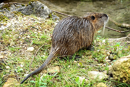 Beaver, nutria, nutria, jyrsijä, villieläin, vesi, vesillä