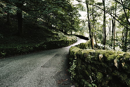 gris, hormigón, carretera, vía, al lado de, bosque, verde