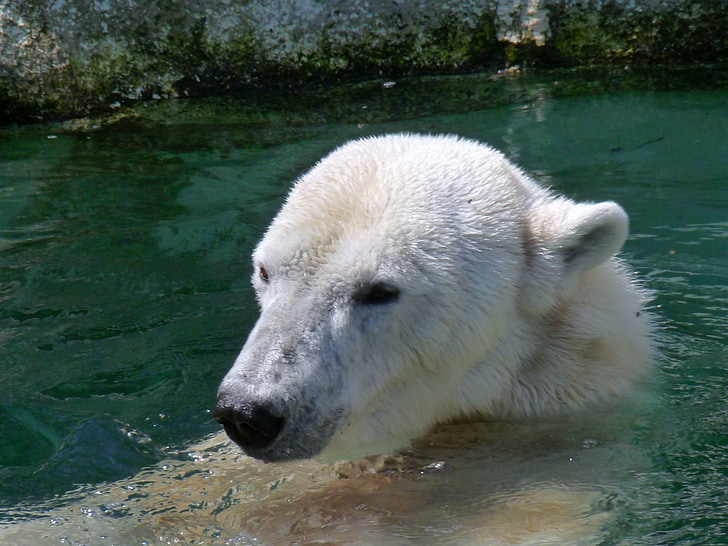urso polar, jardim zoológico, animal, urso, Branco, mamífero, selvagem