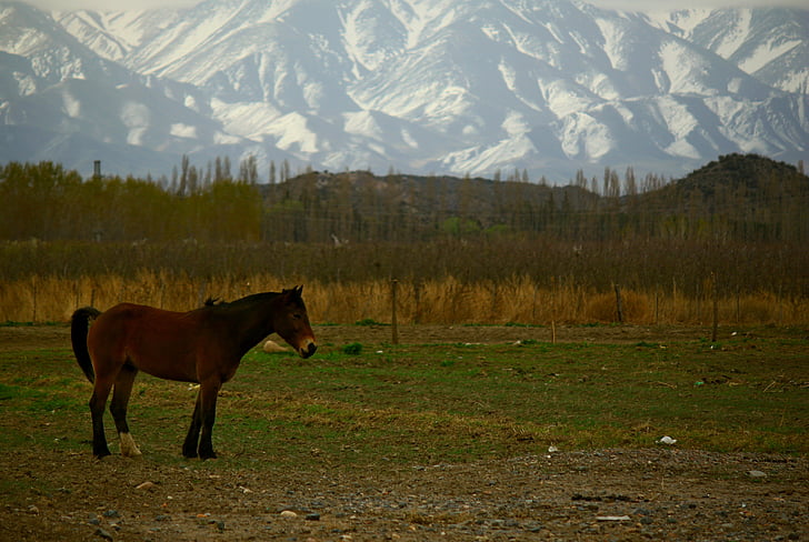 kôň, Mountain, pole, Príroda, hory, zimné