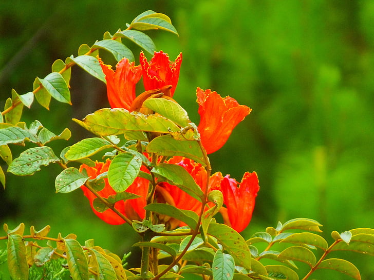 Hibiscus, kukat, Honduras, Luonto, pensas