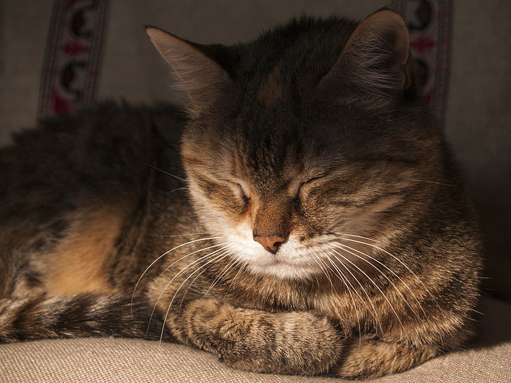 katė, miego, miega katė, naminių gyvūnėlių, katė portretas, katės veidą, snukis