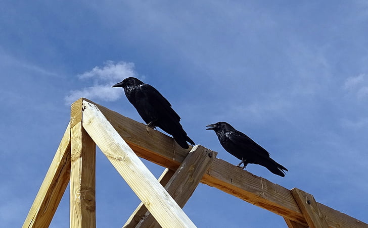 gemeenschappelijke raven, Corvus corax, noordelijke raven, vogel, Raaf, zwart, vogels spotten