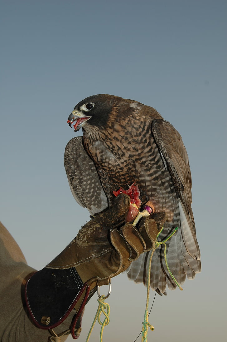 Falcon, Dubai, fågel
