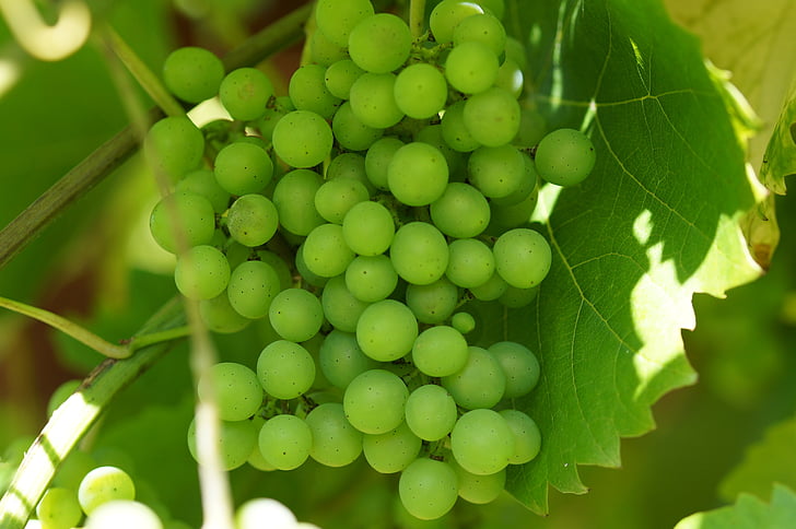 zelené hrozno, víno, vinohradnícka, vinič, makro, listy viniča