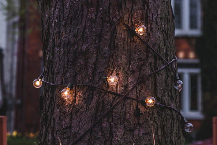 Nadal, llums, filferro, arbre, fusta, fora, decoració