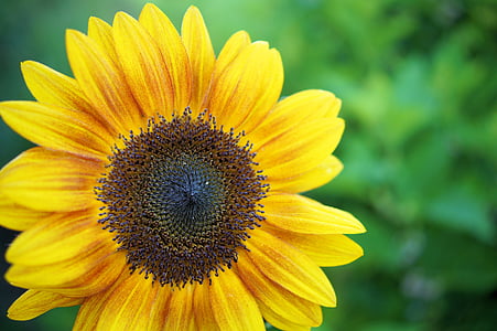 bunga matahari, kuning, bunga, alam, musim panas, tanaman, bunga