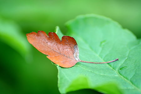 Leaf, Príroda, hnedá, Zelená, Zavrieť, jeseň, lúka