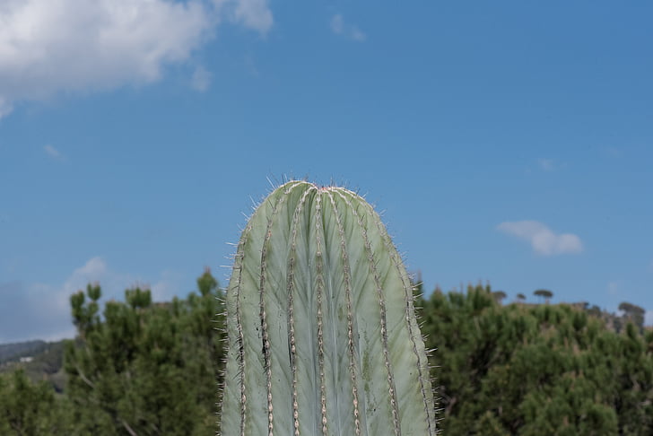 planta, salvaje, naturaleza, Espinosa, pinchos, cactus, plantas del desierto