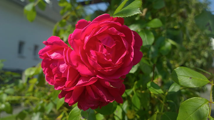Rosa, jardí, flor, vermell, pati davanter, natura, flor