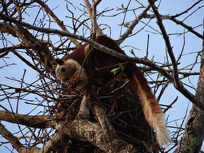 Malabar obrie veverica, dandeli, voľne žijúcich živočíchov, Karnataka, India, Cestovanie, Dovolenka