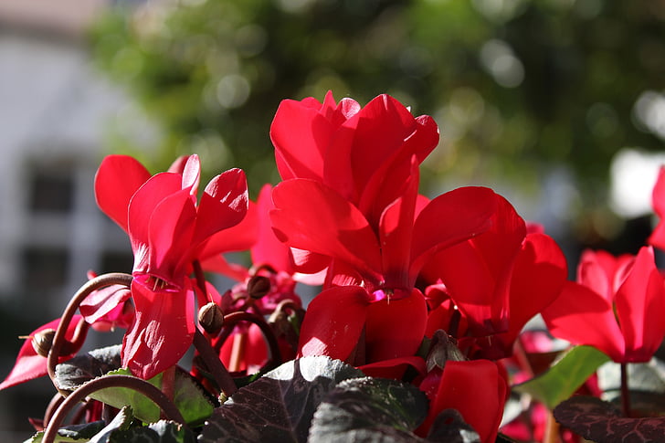 시 클 라 멘, 레드, 꽃, 꽃, 정원, 붉은 꽃, 붉은 꽃