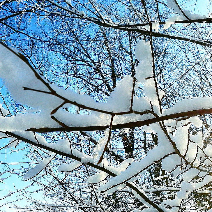 winter, sneeuw, bevroren, boom, natuur, Frost, wit
