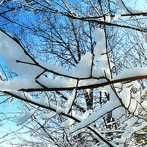 Inverno, neve, congelado, árvore, natureza, geada, Branco