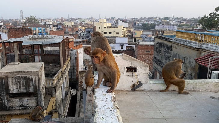 opica, Varanasi, na strehi, Indija, živali, ulica