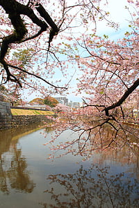 樱桃, 护城河, 城堡, 春天, 植物, 日本