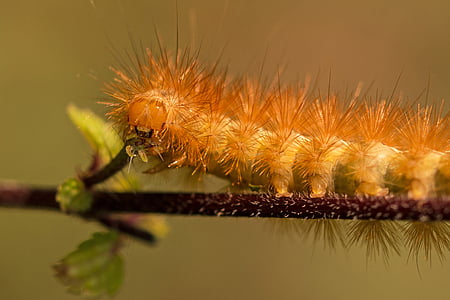 Caterpillar, Hårig, hår, Phragmatobia fuliginosa, Björn spinner, makro, Stäng