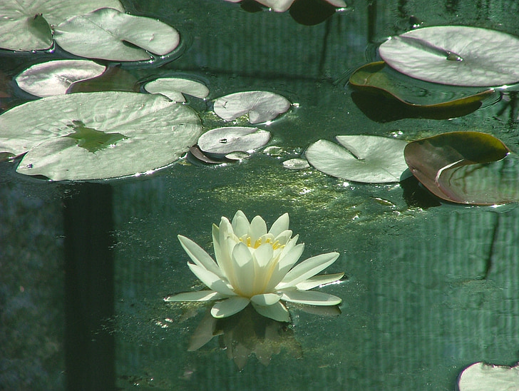 water lily, swamp, water, nature