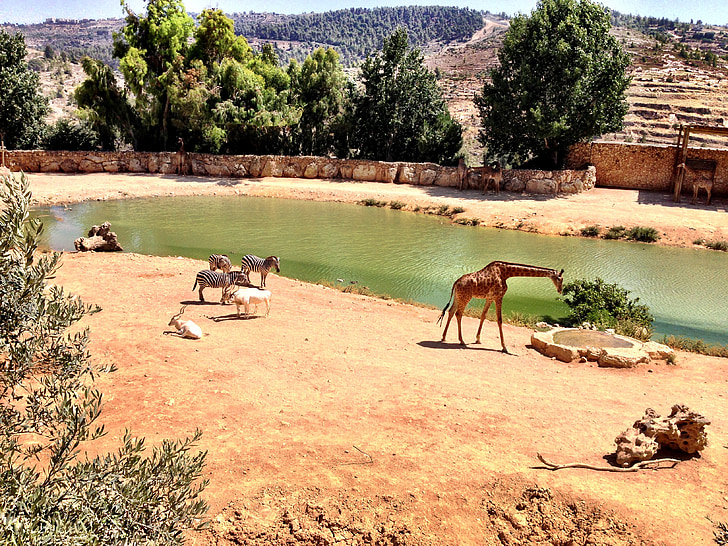 žirafe, dzīvnieku, zooloģiskais dārzs, pērtiķiem, Dienvidāfrikas Republika, daba, Āfrikas