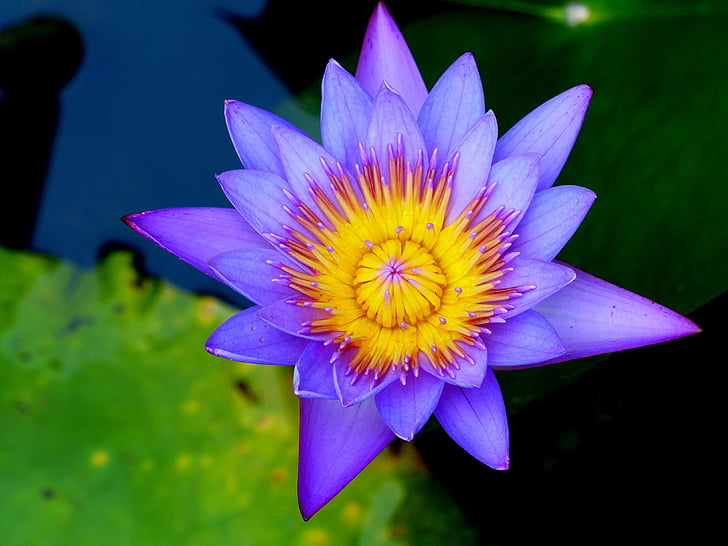 vodní, Bloom, voda, květ, přírodní, Vodní lilie, Lotus leknín