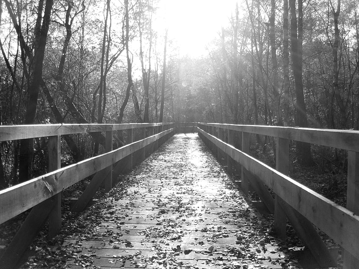 уеб, мост, природата, Черно и бяло