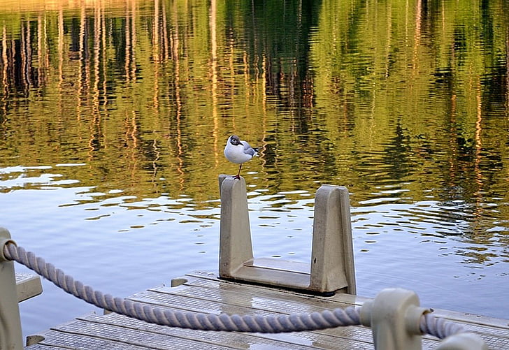 Seagull, reflectie, water, ponton, touw, vijver, zomer