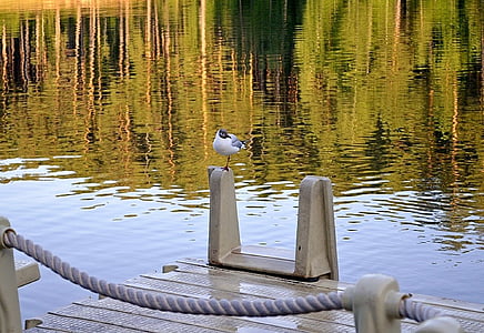 seagull, reflection, water, pontoon, rope, pond, summer