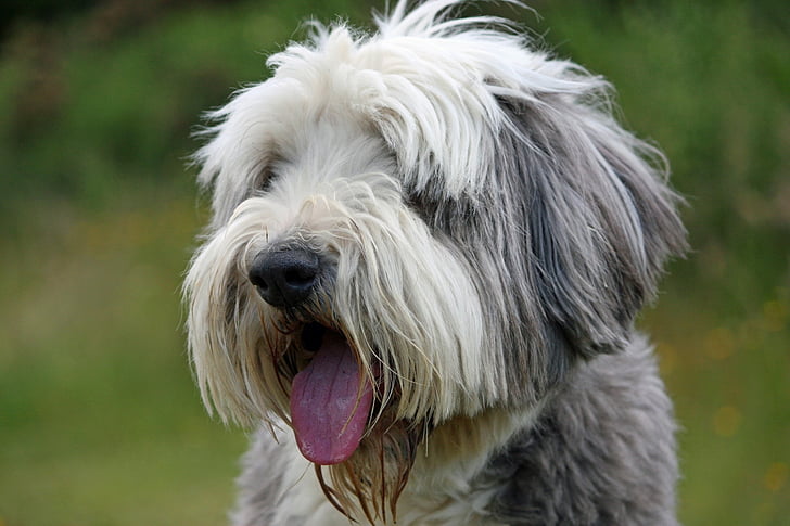 hond, Bearded collie, Collie, mooie, dier, gezicht, Close-up