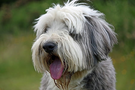куче, Брадат Коли, шотландско овчарско куче, Красив, животните, лицето, едър план