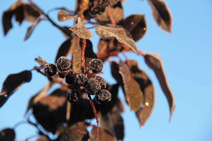 gel, feuilles, automne, l’automne, cerisier de Virginie Schubert, Prunus virginiana ' schubert, cerisier de Virginie