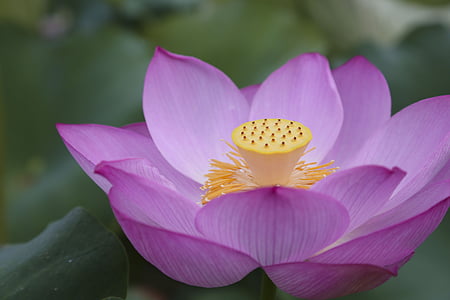 Lotus, landskapet, naturlig, blomst, petal, sårbarheten, blomst hode