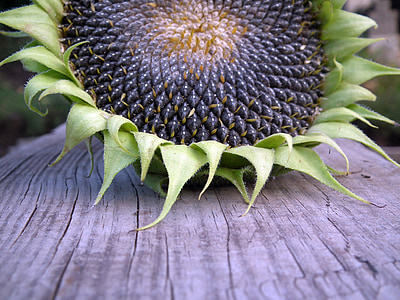 sunflower, autumn, seeds, fruit, harvest, wooden board, sheet