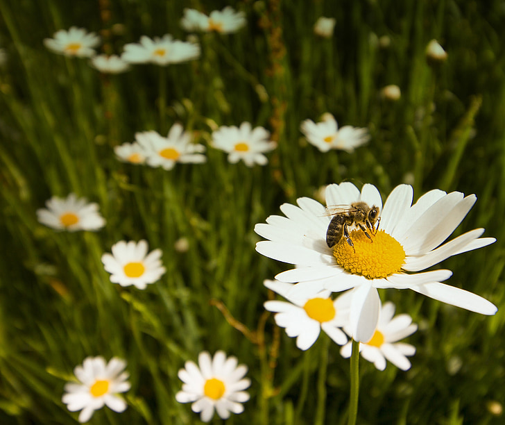 bunga, padang rumput, lebah