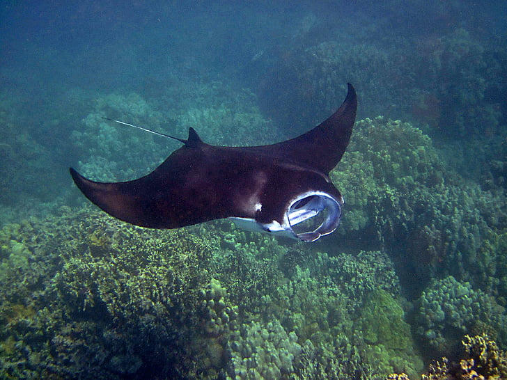 Manta ray, Manta, Hawaii, Ray, Underwater, Tropical, vilda